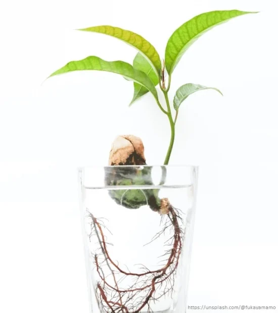 Tohumdan Başlar Her Şey